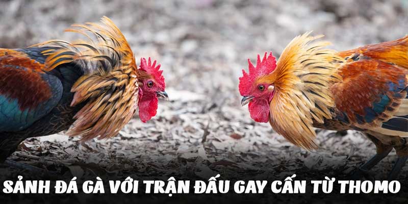 Sảnh cược đá gà với hàng trăm trận đấu gay cấn đầy kịch tính 